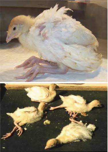 STOP THE SILENT THREAT OF AVIAN ENCEPHALOMYELITIS IN POULTRY FARMS